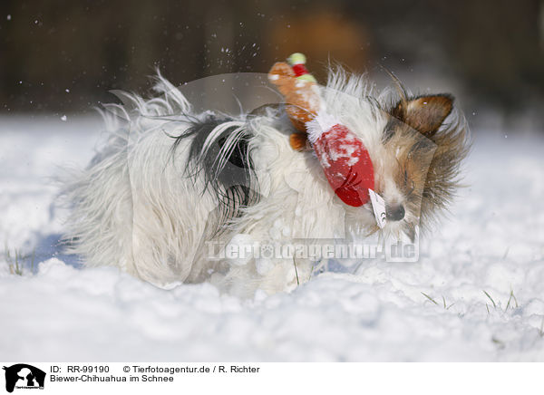 Biewer-Chihuahua im Schnee / Biewer-Chihuahua in the snow / RR-99190
