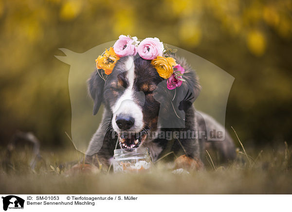 Berner Sennenhund Mischling / SM-01053