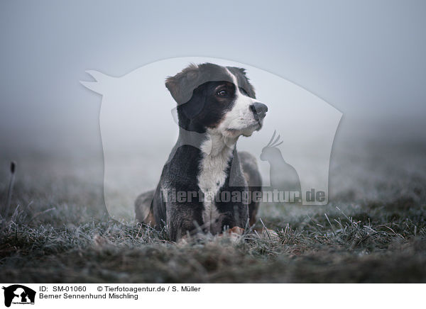 Berner Sennenhund Mischling / SM-01060