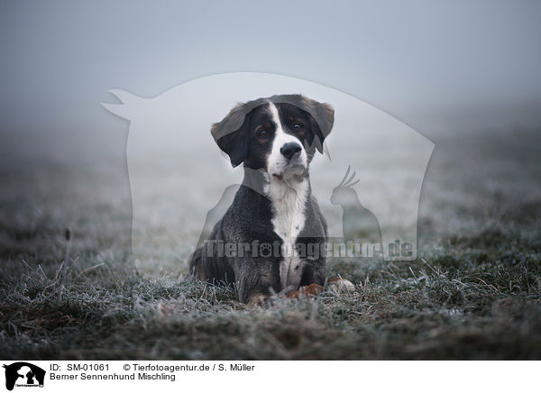 Berner Sennenhund Mischling / SM-01061