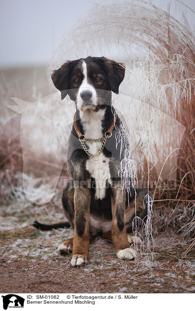 Berner Sennenhund Mischling / Bernese Mountain Dog Mongrel / SM-01062