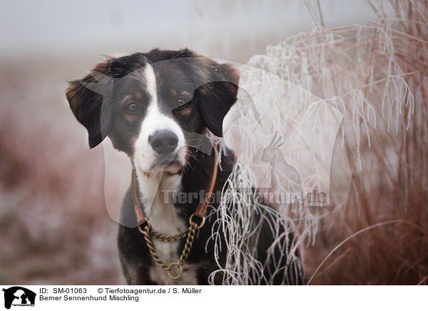 Berner Sennenhund Mischling / SM-01063