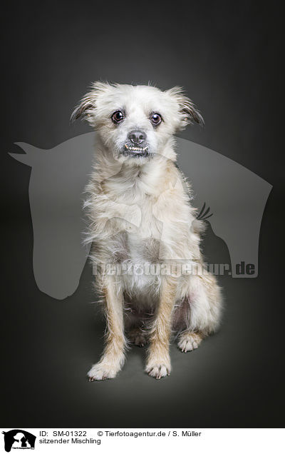 sitzender Mischling / sitting mongrel / SM-01322