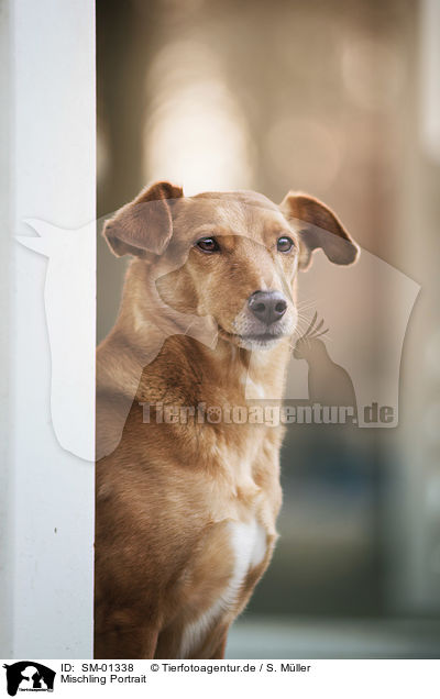 Mischling Portrait / mongrel portrait / SM-01338