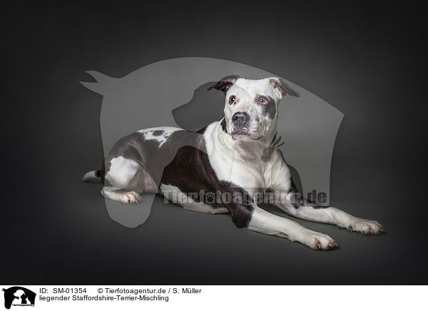 liegender Staffordshire-Terrier-Mischling / lying Staffordshire-Terrier-Mongrel / SM-01354