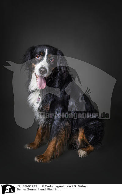 Berner Sennenhund Mischling / Bernese Mountain Dog Mongrel / SM-01472