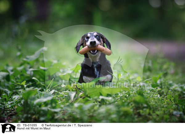 Hund mit Wurst im Maul / TS-01055