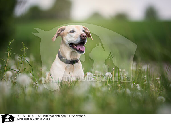 Hund sitzt in Blumenwiese / Dog is sitting in flower meadow / TS-01080