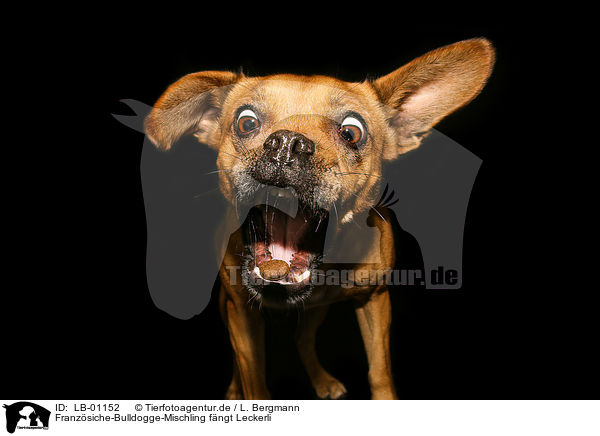 Franzsiche-Bulldogge-Mischling fngt Leckerli / LB-01152