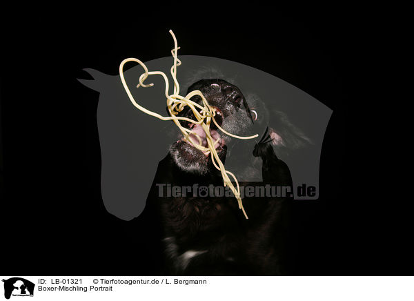 Boxer-Mischling Portrait / LB-01321