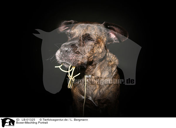 Boxer-Mischling Portrait / Boxer-Mongrel Portrait / LB-01325