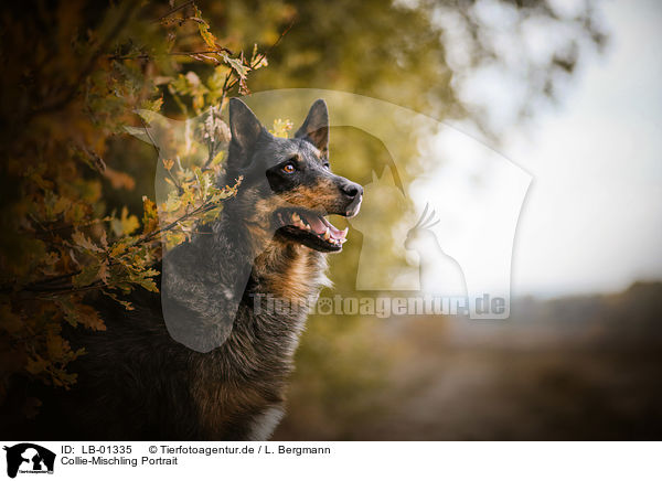 Collie-Mischling Portrait / Collie-Mongrel Portrait / LB-01335