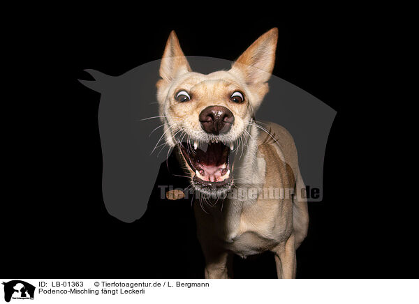 Podenco-Mischling fngt Leckerli / Podenco-Mongrel catches treat / LB-01363