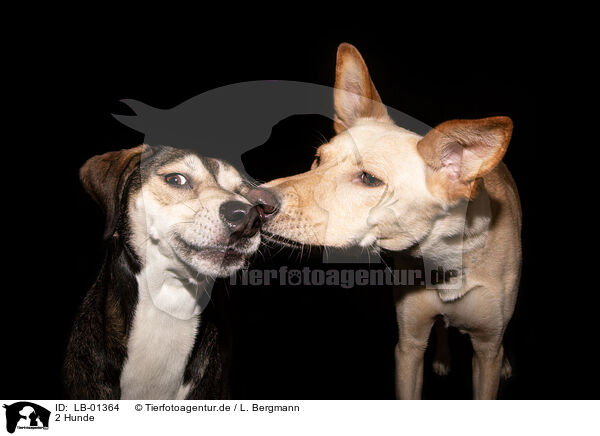 2 Hunde / LB-01364