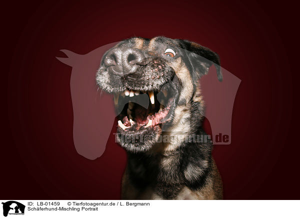 Schferhund-Mischling Portrait / Shepherd-Mongrel Portrait / LB-01459