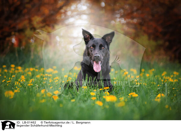 liegender Schferhund-Mischling / lying Shepherd-Mongrel / LB-01462