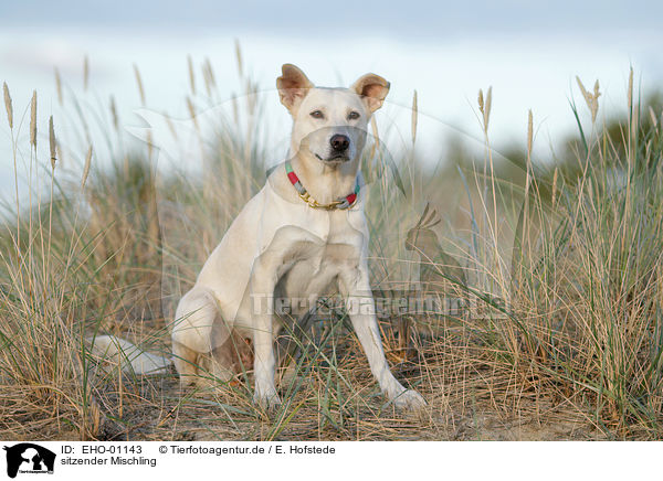 sitzender Mischling / sitting mongrel / EHO-01143