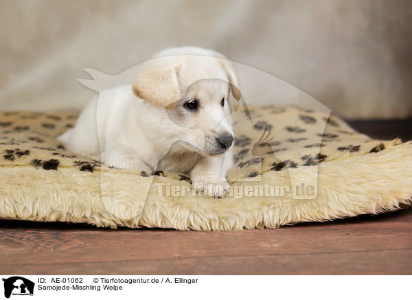 Samojede-Mischling Welpe / Samoyed-Mongrel Puppy / AE-01062