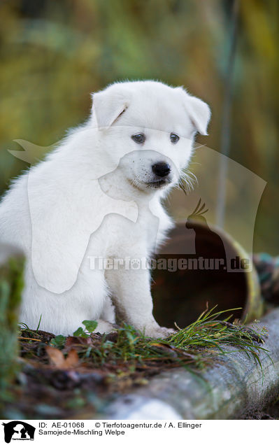 Samojede-Mischling Welpe / Samoyed-Mongrel Puppy / AE-01068