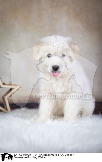 Samojede-Mischling Welpe / Samoyed-Mongrel Puppy / AE-01088