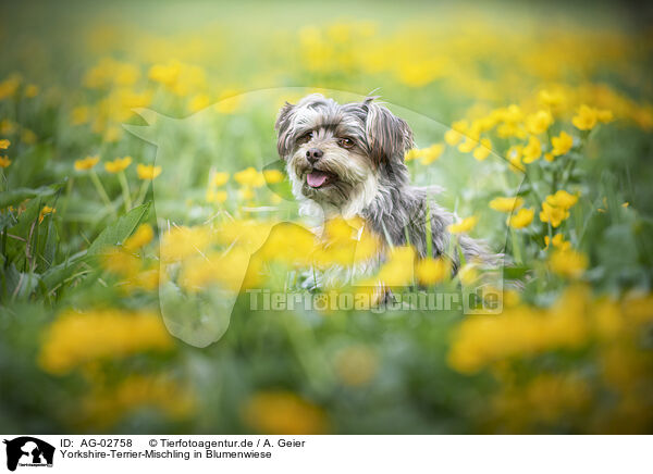 Yorkshire-Terrier-Mischling in Blumenwiese / Yorkshire-Terrier-Mongrel in flower meadow / AG-02758