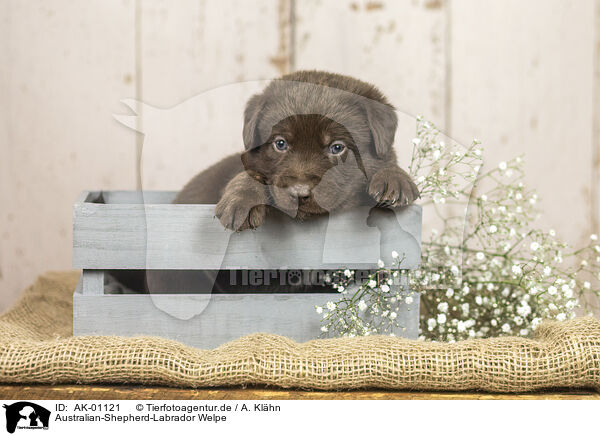 Australian-Shepherd-Labrador Welpe / Australian-Shepherd-Labrador Puppy / AK-01121
