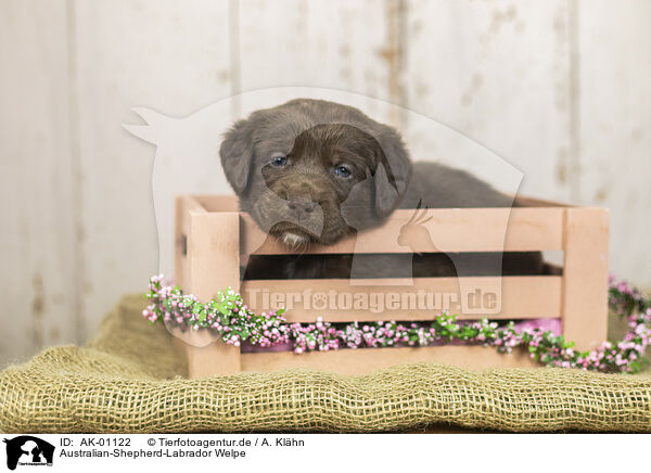 Australian-Shepherd-Labrador Welpe / Australian-Shepherd-Labrador Puppy / AK-01122