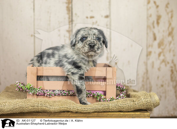 Australian-Shepherd-Labrador Welpe / Australian-Shepherd-Labrador Puppy / AK-01127