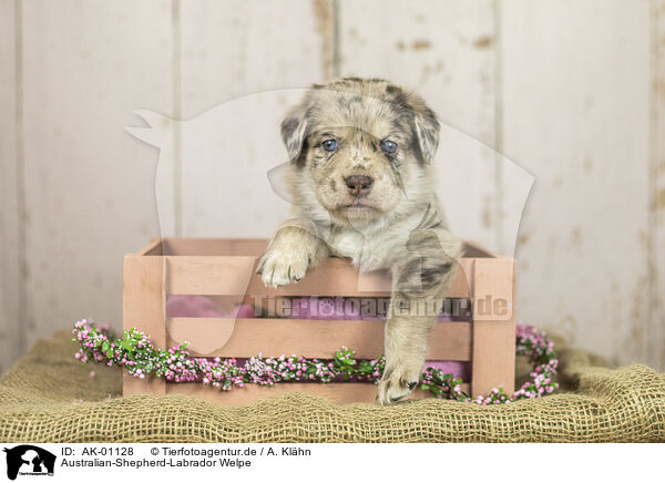 Australian-Shepherd-Labrador Welpe / Australian-Shepherd-Labrador Puppy / AK-01128