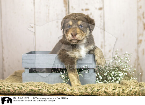 Australian-Shepherd-Labrador Welpe / Australian-Shepherd-Labrador Puppy / AK-01129
