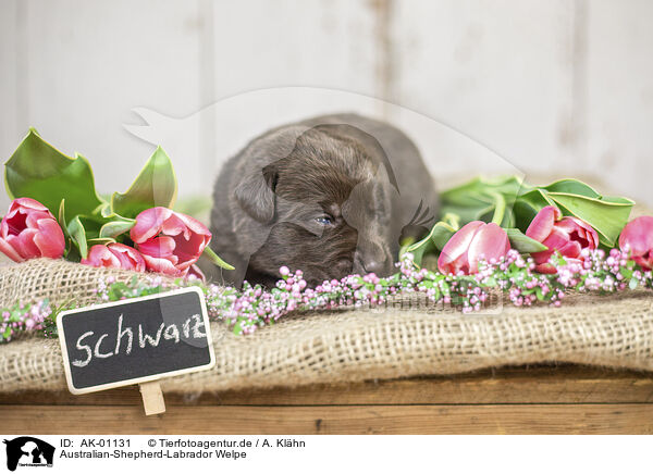 Australian-Shepherd-Labrador Welpe / Australian-Shepherd-Labrador Puppy / AK-01131