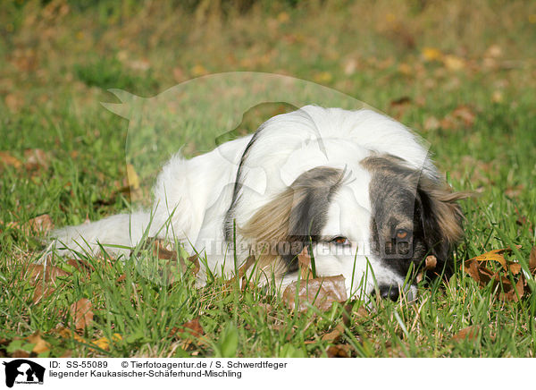 liegender Kaukasischer-Schferhund-Mischling / lying Caucasian-Shepherd-Dog-Mongrel / SS-55089