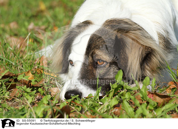 liegender Kaukasischer-Schferhund-Mischling / lying Caucasian-Shepherd-Dog-Mongrel / SS-55091