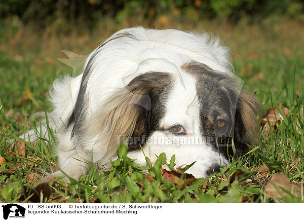 liegender Kaukasischer-Schferhund-Mischling / lying Caucasian-Shepherd-Dog-Mongrel / SS-55093