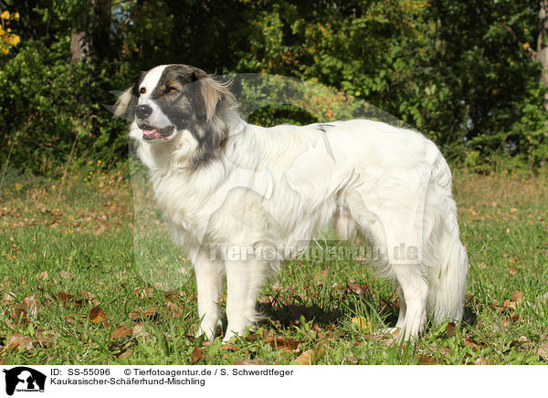 Kaukasischer-Schferhund-Mischling / Caucasian-Shepherd-Dog-Mongrel / SS-55096