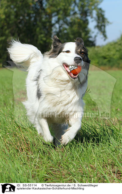 spielender Kaukasischer-Schferhund-Mischling / playing Caucasian-Shepherd-Dog-Mongrel / SS-55114