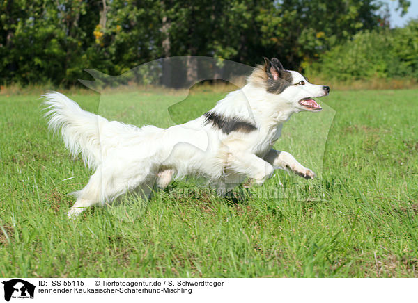rennender Kaukasischer-Schferhund-Mischling / running Caucasian-Shepherd-Dog-Mongrel / SS-55115