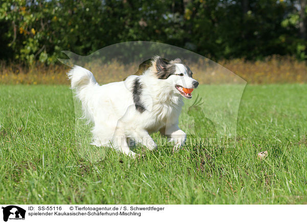 spielender Kaukasischer-Schferhund-Mischling / playing Caucasian-Shepherd-Dog-Mongrel / SS-55116