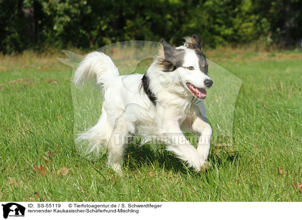 rennender Kaukasischer-Schferhund-Mischling / running Caucasian-Shepherd-Dog-Mongrel / SS-55119
