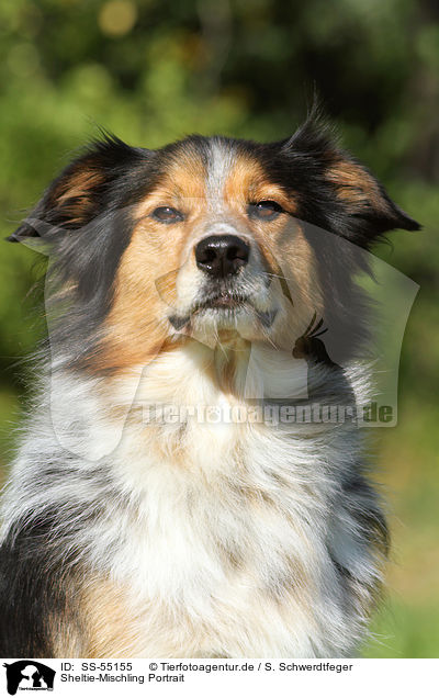 Sheltie-Mischling Portrait / Shetland-Sheepdog-Mongrel Portrait / SS-55155
