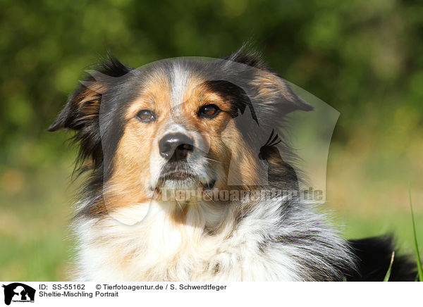 Sheltie-Mischling Portrait / Shetland-Sheepdog-Mongrel Portrait / SS-55162