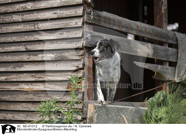 Mnsterlnder-Epagneul-Breton-Mischling / Munsterlander-Epagneul-Breton-Mongrel / NC-01012