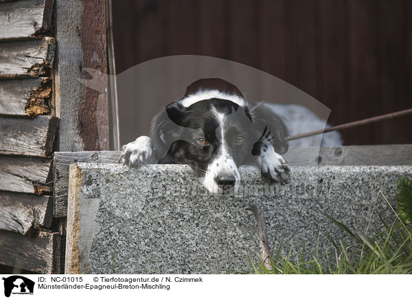 Mnsterlnder-Epagneul-Breton-Mischling / Munsterlander-Epagneul-Breton-Mongrel / NC-01015