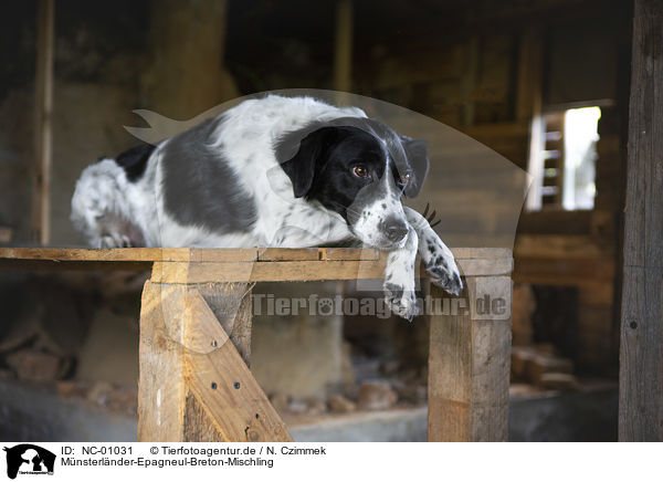 Mnsterlnder-Epagneul-Breton-Mischling / Munsterlander-Epagneul-Breton-Mongrel / NC-01031