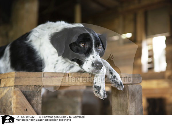Mnsterlnder-Epagneul-Breton-Mischling / Munsterlander-Epagneul-Breton-Mongrel / NC-01032