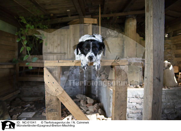 Mnsterlnder-Epagneul-Breton-Mischling / Munsterlander-Epagneul-Breton-Mongrel / NC-01041