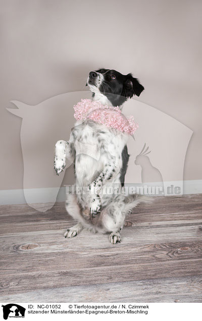 sitzender Mnsterlnder-Epagneul-Breton-Mischling / sitting Munsterlander-Epagneul-Breton-Mongrel / NC-01052