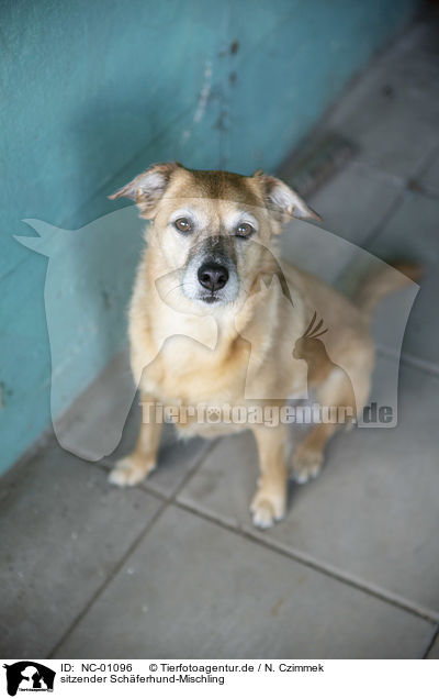 sitzender Schferhund-Mischling / sitting Shepherd-Mongrel / NC-01096