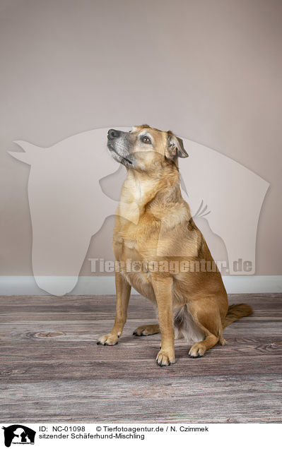 sitzender Schferhund-Mischling / sitting Shepherd-Mongrel / NC-01098