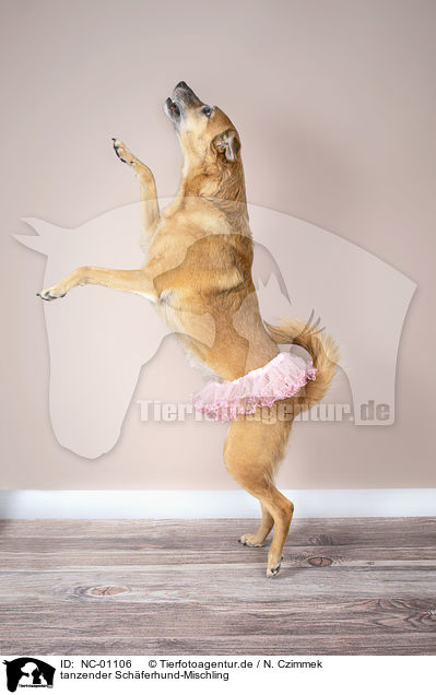 tanzender Schferhund-Mischling / NC-01106